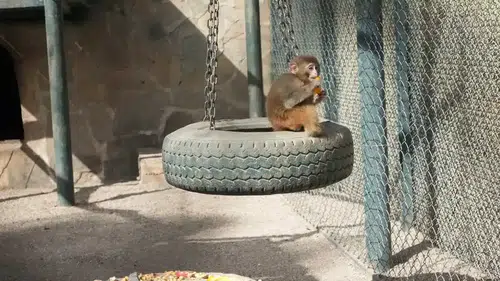 Antalya’ya Kaçak Gelen Fıstık Yeni Hayatına Merhaba Dedi!